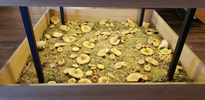 restaurant_mushrooms_photo_5